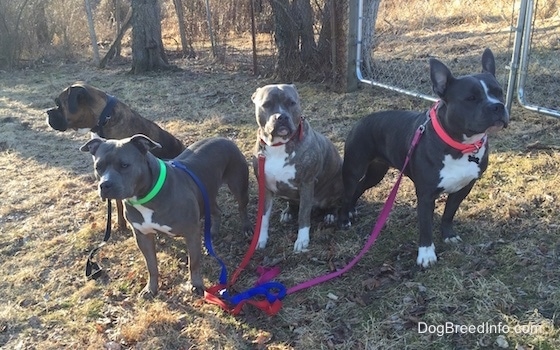 Two dogs are standing in grass and two dogs are sitting in grass. All four dogs are looking in different directions connected to leashes that no one is holding. There is a gate behind them.