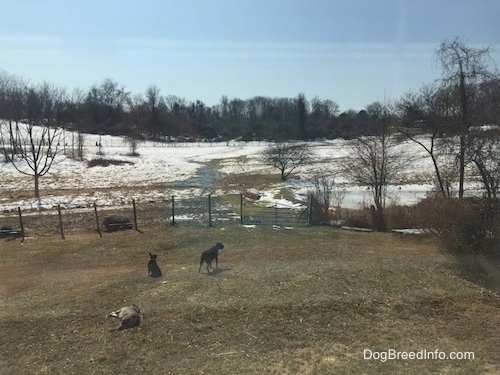 A wide shot of four dogs laying, sitting and looking around in a field.