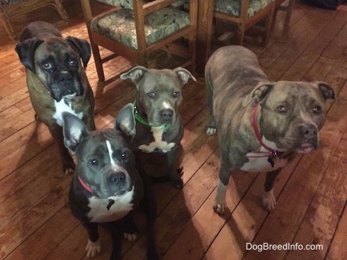 Two dogs are sitting on a hardwood floor and next to them are two standing dogs. They are all looking up and forward.