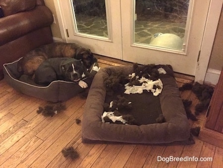 Mia the American Bully and Bruno the Boxer sharing a dog bed. There is another dog bed filled with stuffing and chewed up paper towels next to them