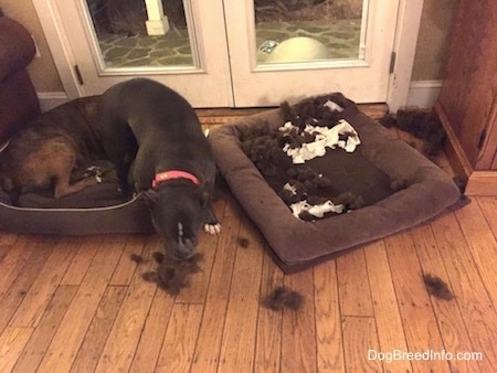 A blue nose American Bully Pit is walking away from a mess of toy stuffing and chewed paper.