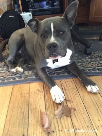 A blue nose American Bully Pit is laying on a rug and in front of her are two leaves.