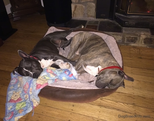 A blue nose American Bully Pit is laying on her right side in a dog bed and opposite her is a sleeping blue nose Pit Bull Terrier. They are both sleeping on the same dog bed.