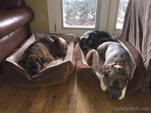 Three Dogs are laying on 2 dog beds.