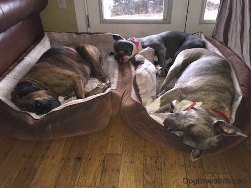 Three Dogs are sleeping on 2 dog beds that are side by side in front of a door window.