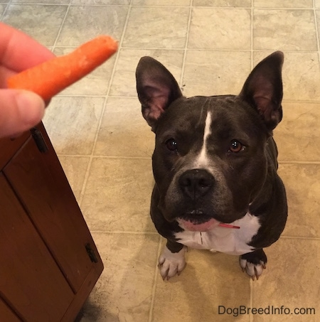 A person is holding a carrot in there hand. A blue nose American Bully Pit is sitting on a tiled floor and she is looking up at the carrot.