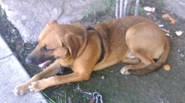 Side view from the top looking down at the dog - A tan and black Pit Heeler mix breed dog is wearing a black harness laying in a yard near a small tree and partially on a sidewalk. Its mouth it open.