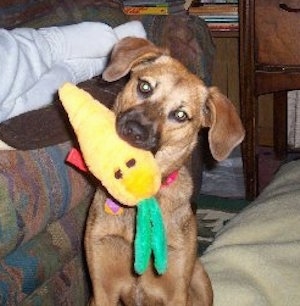 A tan with black Mountain Cur is sitting on a tan blanket. Its head is tilted to the right and it has a plush carrot toy in its mouth. Next to it is a couch with a person on it.