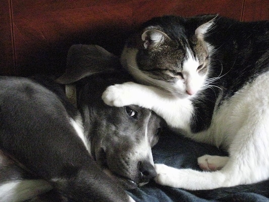 A grey with white Mountain Cur is laying on a couch with a gray and white cat next to it. The cat has its paws on top of the dog's head.
