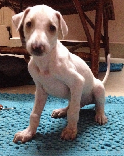 A Mudhol Hound Puppy is sitting on a blue rug in front of a wicker chair