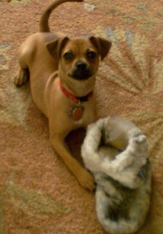 Cross mix bree Muggins Muggin Miniature Pinscher Pug cross breed dog
