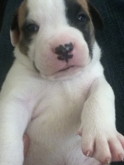 Close up - A pudgy, white with tan and black Old Anglican Bulldogge puppy being held up with belly exposed