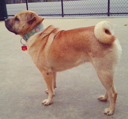 Left Profile - A tan with black Ori Pei is wearing a thick light green collar with pastel colorful flowers on it standing on a concrete surface.