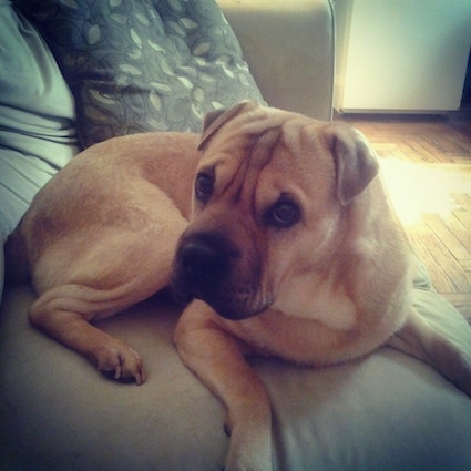 A wrinkly, extra skinned, tan with black Ori Pei is laying on a couch. Its head is turned to the left but its eyes are looking at the camera.