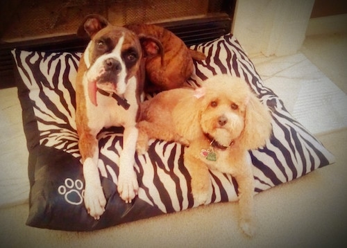 A brown with white Boxer is laying on a zebra print dog pillow on a floor and there is a tan cockapoo in front of it