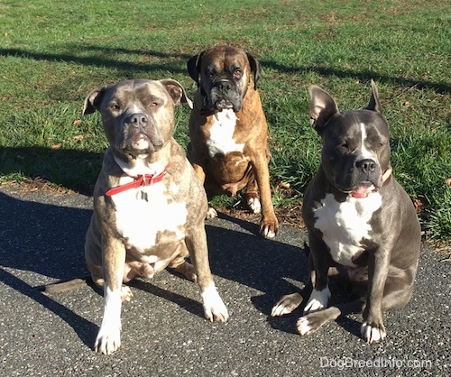 A blue nose Pit Bull Terrier, a brown brindle with black and white Boxer and a blue nose American Bully Pit are sitting on a black top surface.