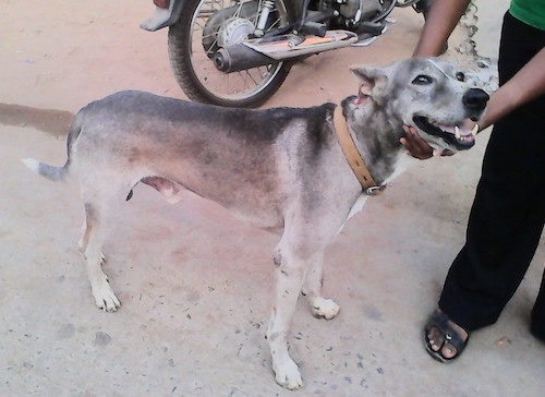 Side view - A gray, black with white Pariah dog is standing on a rock surface with a person touching its neck. It is looking up and to the right. Its mouth is open and it looks like it is smiling. There is a motorcycle next to them.