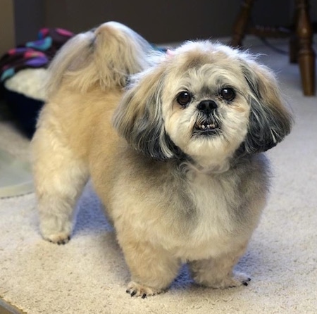 Front side view - A fluffy, but shaved, tan with white and black Peek-A-Poo dog is standing on a tan carpet looking up. The bottom row of its teeth are visible because of an underbite. Its coat is thick and soft looking.