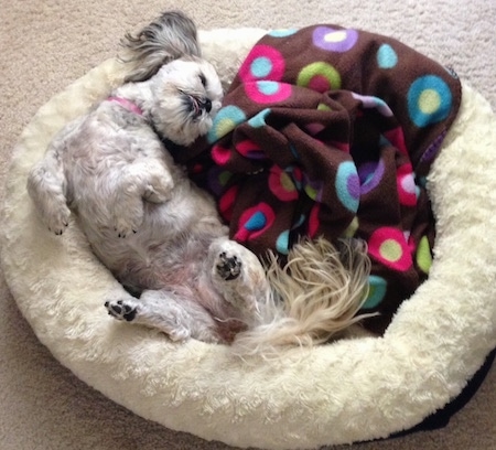 View from above looking down at the dog - A tan with white and black Peek-A-Poo dog is sleeping belly-up on its back with its paws in the air in a dog bed next to a colorful brown, pink, blue, purple and green blanket.