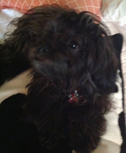 Close up - A long coated, black Peek-A-Poo dog is laying on a bed looking up and to the left.