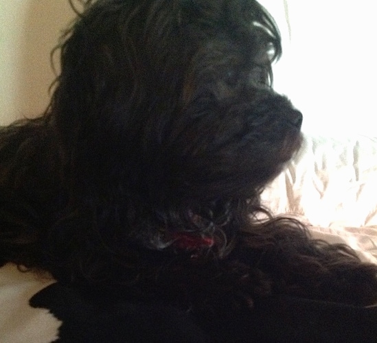 Close up side view head shot - A longhaired black Peek-A-Poo is laying on a bed and it is looking to the right out of a sunny window.