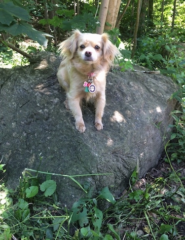 Front view - A tan Peke-A-poo dog is laying on a large, boulder-sized rock in the woods. It is looking forward. There are trees behind it.