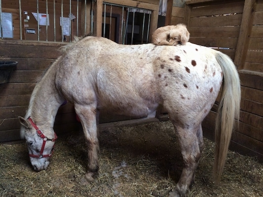 A tan Peke-a-poo dog is curled up in a ball sleeping on top of a tan and white horse that is eating hay in a barn stall.