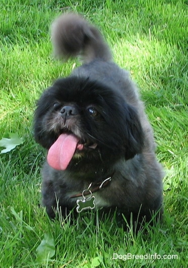 A shaved panting black with white Pekingese is standing in grass and it is looking up and to the left.