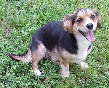 View from above looking down at the dog - A panting, tricolored, black with tan and white Pembroke Cocker Corgi is sitting in grass looking up.