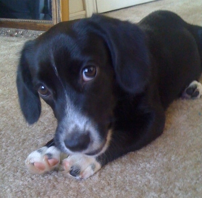 Close up front side view - A black with white Penbroke Cocker Corgi puppy is laying on a carpet and it is looking forward.