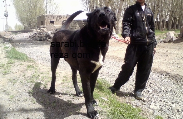 Front view - A tall, huge, black with white Persian Sarabi Dog is walking across patchy grass and next to it is a person holding its leash. The dogs mouth is open and it is looking up and to the left. The words - sarabi bomu reza qomi - are overlayed.
