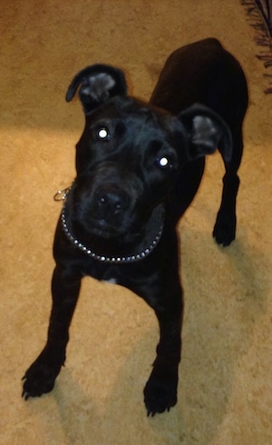 A black American Pit Bull Terrier Puppy is wearing a chain collar and standing on a carpet
