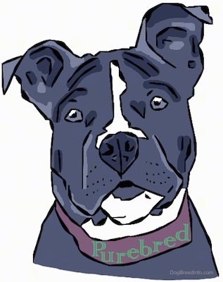 A Drawn Picture of Bia the American Bully. The word Purebred is around her collar