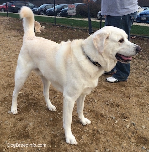 Front side view - A cream colored Pyrador dog is standing on dirt looking to the right. Its tongue is showing and its tail is up. There is a person behind it.