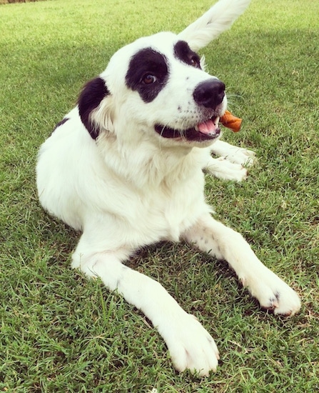 Front view - A happy-looking, panda bear clown face, white with black Pyreness Pit dog with symmetrical round black patches around each eye and black ears laying in grass looking forward at the camera. It is chewing on a rawhide bone toy that is sticking out of its mouth.