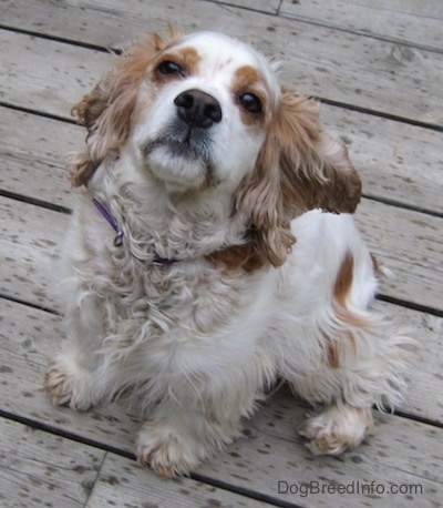 Top down view of a white with tan Cocker Spaniel that is sitting on a wooden deck and it is looking up.