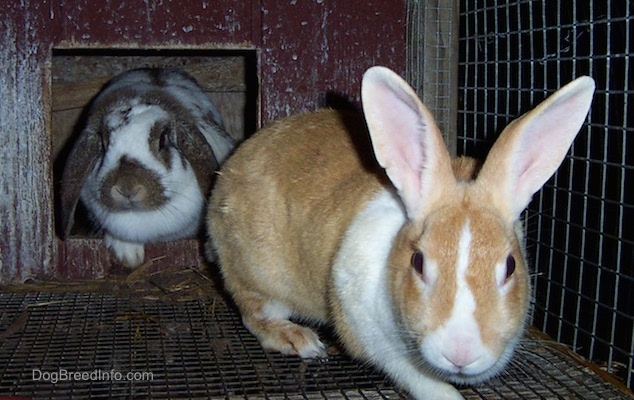 A tan with white rabbit is leading a grey with white rabbit inside of a red rabbit hutch.