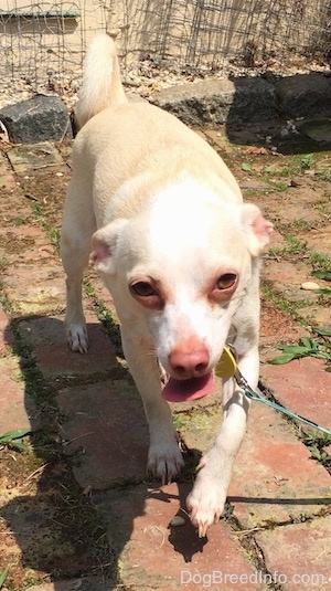 Front view of a dog walking towards the camera - A tan with white Rat Terrier/American Foxhound is walking down a brick surface. Its mouth is open and its tongue is out. Its head is level with its body and its tail is up and curled over its back.