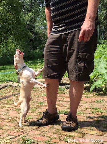A small tan with white Rat Terrier/American Foxhound mix is standing up against a persons leg and barking at them on a brick porch.