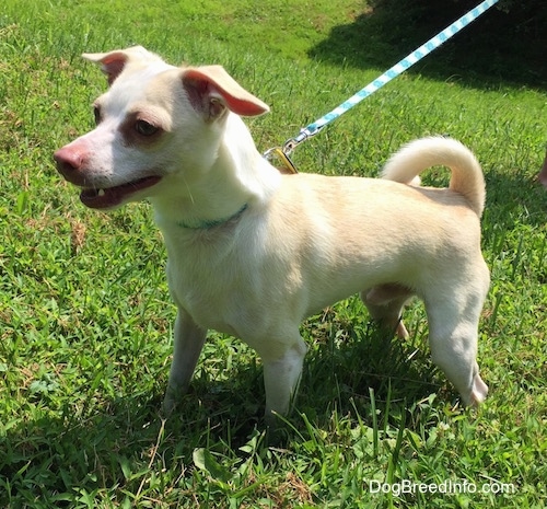 Front side view of a dog pulling forward on a leash - A tan with white Rat Terrier/American Foxhound is standing outside in grass and its mouth is beginning to open.