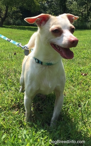 View from the front - A tan with white Rat Terrier/American Foxhound is standing in grass. It is panting and it is looking forward.
