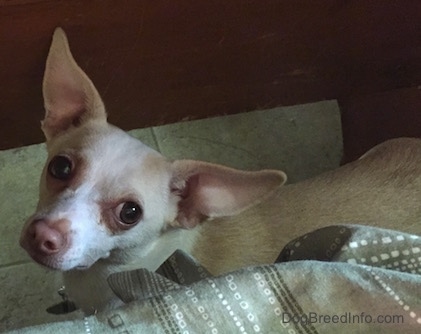 A tan with white Rat Terrier/American Foxhound is standing on a white tiled floor looking up. It has very large ears.