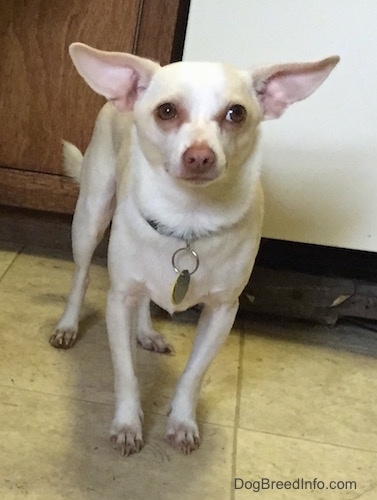 A tan with white Rat Terrier/American Foxhound is standing on a tiled floor and in front of a refridgerator. It is looking forward. The dog has very large perk ears