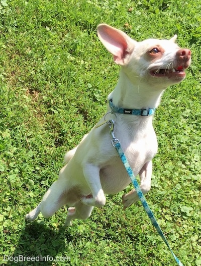 View from the top looking down at the dog - A tan with white Rat Terrier/American Foxhound is standing on its hind legs outside in grass and it is looking up. Its perk-ears are very large.