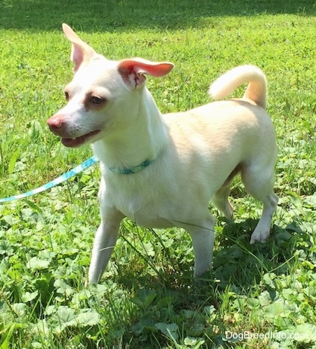 A tan with white Rat Terrier/American Foxhound is that walking across a lawn, its mouth is open and its ears are off to the sides.