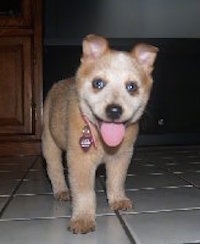 A red Australian Cattle puppy is standing on a tiled floor. Its mouth is open and tongue is out.