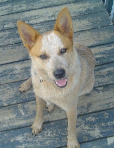 Topdown view of a red Australian Cattle Dog that is sitting on a wooden porch and it is looking up.