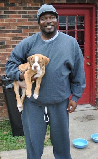 A person in a grey sweatsuit is holding a Red-Tiger Bulldog puppy under his arms.