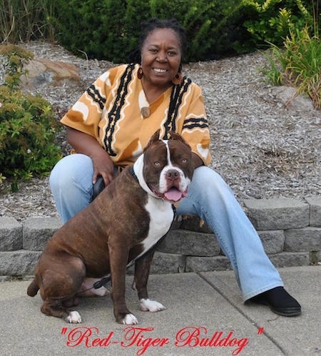 A lady in a orange with black and white shirt is sitting on a short stone wall and a Red-Tiger Bulldog is sitting in front of her. The Bulldog is looking forward. The words - 'Red-Tiger Bulldog' - is overlayed at the bottom of the image. Its mouth is open and its tongue is sticking out. The dog has small ears that are cropped to a point.