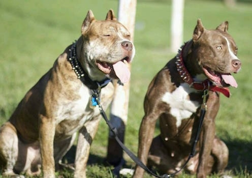 Two Red-Tiger Bulldogs are sitting in grass and they are looking to the right. There mouths are open and tongues are out.